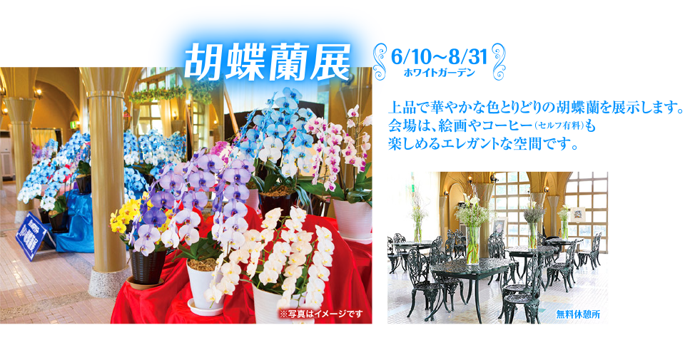 胡蝶蘭展　ホワイトガーデン（6/10～8/31）｜上品で華やかな色とりどりの胡蝶蘭を展示します。会場は、絵画やコーヒー（セルフ有料）も楽しめるエレガントな空間です。