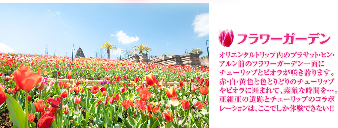 フラワーガーデン オリエンタルトリップ内のプラサット・ヒン アルン前のフラワーガーデン一面に チューリップとビオラが咲き誇ります。 赤・白・黄色と色とりどりのチューリップ やビオラに囲まれて、素敵な時間を・・・。 亜細亜の遺跡とチューリップのコラボ レーションは、ここでしか体験できない!! 
