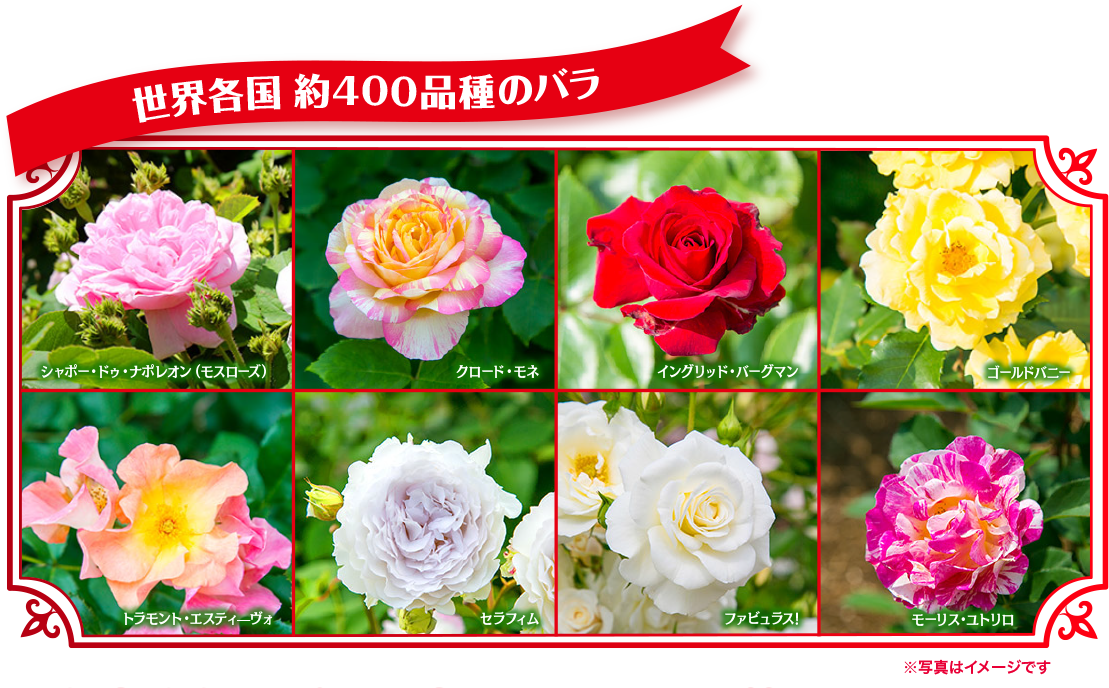 世界各国 約400品種のバラ 8 シャポー・ドゥ・ナポレオン (モスローズ) クロード・モネ イングリッド・バーグマン ゴールドバニー トラモント エスティーヴォ セラフィム ファビュラス! モーリス・ユトリロ ※写真はイメージです 