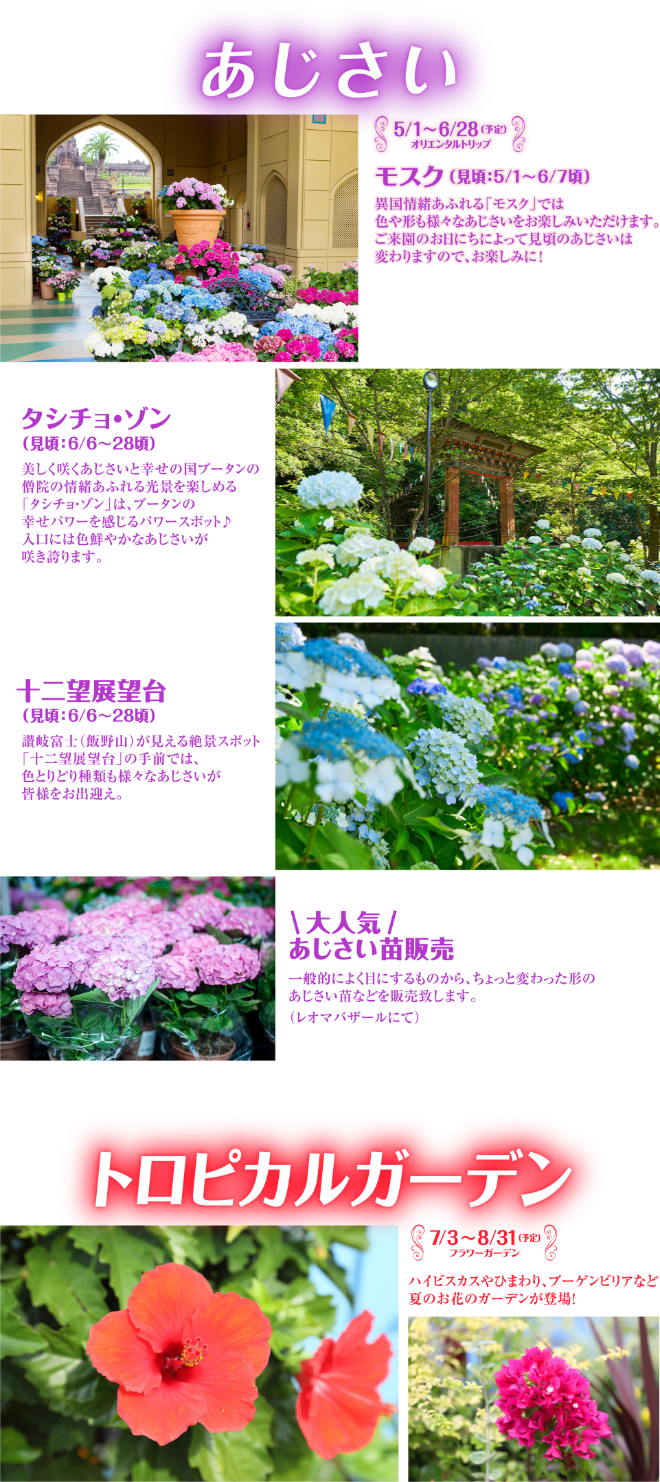 あじさい 5/1~6/28 (予定) 9 オリエンタルトリップ モスク 見頃:5/1~6/7頃) 異国情緒あふれる「モスク」では 色や形も様々なあじさいをお楽しみいただけます。 ご来園のお日にちによって見頃のあじさいは 変わりますので、お楽しみに! タシチョ・ゾン (見頃:6/6~28頃) 美しく咲くあじさいと幸せの国ブータンの 僧院の情緒あふれる光景を楽しめる 「タシチョ・ゾン」は、ブータンの 幸せパワーを感じるパワースポット♪ 入口には色鮮やかなあじさいが 咲き誇ります。 十二望展望台 (見頃:6/6~28頃) 讃岐富士 (飯野山) が見える絶景スポット 「十二望展望台」の手前では、 色とりどり種類も様々なあじさいが 皆様をお出迎え。 大人気/ あじさい苗販売 一般的によく目にするものから、ちょっと変わった形の あじさい苗などを販売致します。 (レオマバザールにて) トロピカルガーデン 7/3~8/31 (予定) フラワーガーデン ハイビスカスやひまわり、ブーゲンビリアなど 夏のお花のガーデンが登場! 